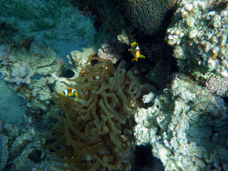 Pesci pagliaccio nel Mar Rosso