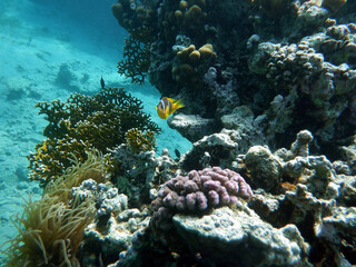 Pesce pagliaccio ad Aqaba