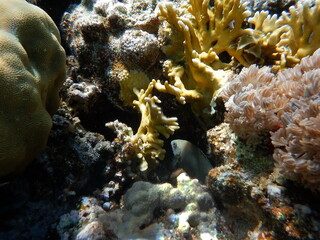 Snorkeling in Aqaba