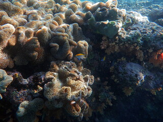 Snorkeling in Aqaba
