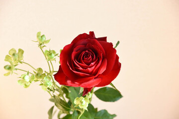 Fototapeta premium 赤薔薇とエクレール