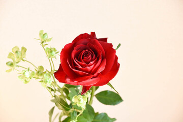 Naklejka premium 赤薔薇とエクレール