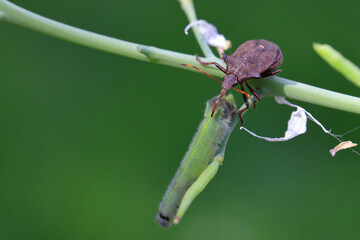 A natural enemy of plant pests. The bug hunted down a butterfly caterpillar feeding on cabbage in the garden.