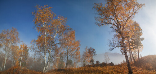 Obraz premium Scenic autumn view, birch forest in the morning fog 