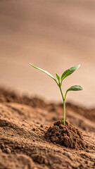 Young seedling with a vibrant green leaf growing in the dark earth, isolated on a white background