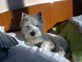West Highland White Terrier or Westie resting on cozy bed pillows