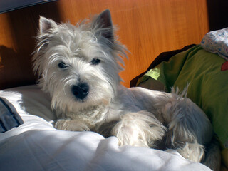 West Highland White Terrier or Westie resting on cozy bed pillows