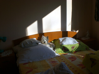 Small West Highland White Terrier or Westie on sunlit bed