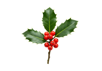 Pristine holly branch with deep green leaves and striking red berries, untouched, isolated on a transparent studio background with soft light, natural vitality and festive elegance concept