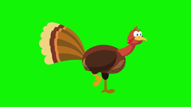 Cute Thanksgiving Turkey Cartoon Character Running &ndash; 4K Animation Video Motion Graphics With Green Screen Background