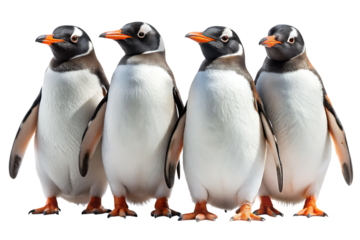 Gentoo Penguins Isolated on White Background