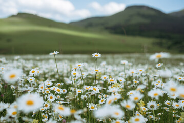 Wild chamomile flowers growing in a meadow. Field of chamomiles. Postcard template.