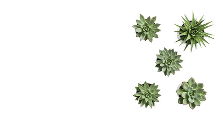 Fototapeta premium Succulent Plants Arrangement on Transparent Background for Modern Natural Decor