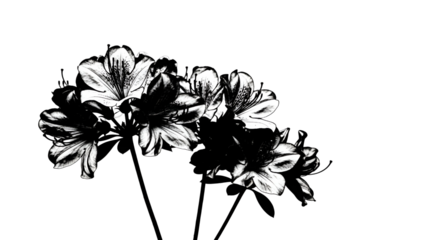 Black and White Flowers Artistic Illustration on Transparent Background
