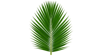 Obraz premium Vibrant Green Palm Leaf on Transparent Background for Nature and Botanical Designs