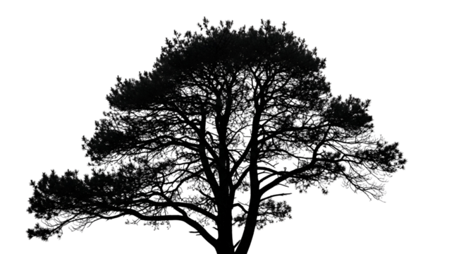 Silhouetted Tree in Black and White Nature Scene