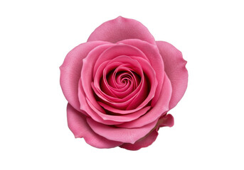 A single, perfectly bloomed vibrant pink rose, intricate layers, central spiral, isolated on a transparent background with soft high-key studio lighting, an emblem of perfection and precision