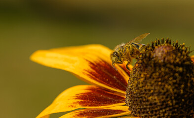 Natural background, a real bee sits on a yellow echinacea flower and collects nectar, covered in pollen