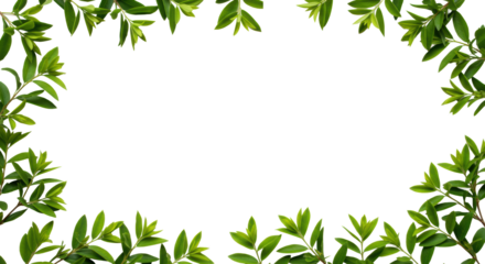 Lush, vibrant green foliage with natural texture frames a pristine transparent background, captured in a high-angle macro shot with soft diffuse lighting. Concept of natural growth and sustainability