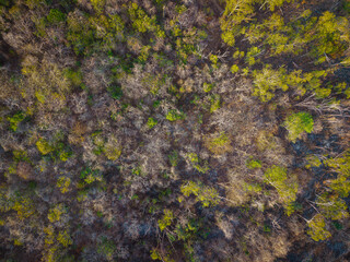 Aerial view various tree leaf tropical rainforest on island background