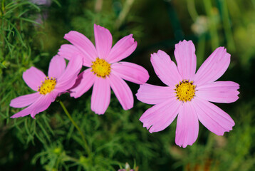 Obraz premium pink cosmos flowers in the garden
