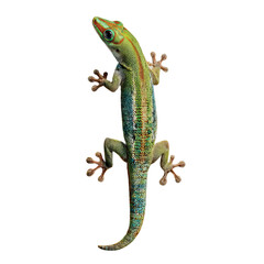 Fototapeta premium Madagascar Day Gecko Climbing Surface Vibrant Green Reptile 