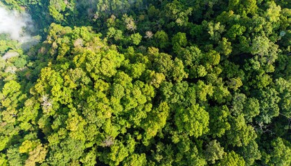 Aerial View of Lush Green Forest Canopy