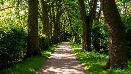 Naklejka premium Sunlit Path Through Lush Green Park Trees
