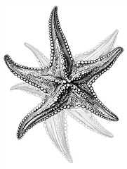 Detailed starfish illustration with layered shadow effect
