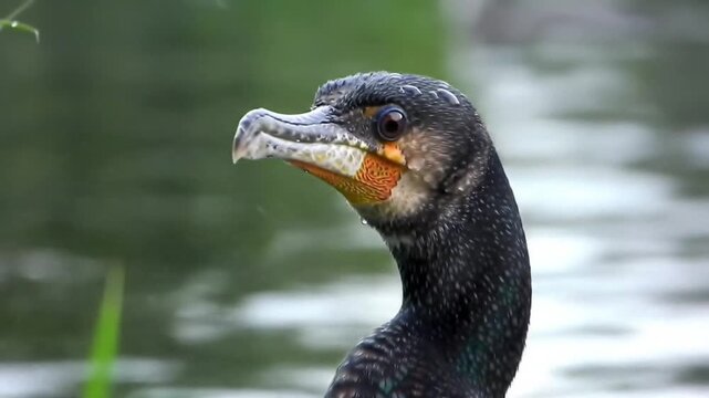 great crested cormorant