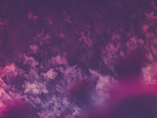 Elegant Floral Background for Greeting Cards and Celebrations