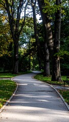 Obraz premium Winding path through a sun-dappled park