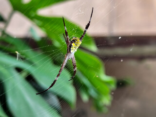 A striking yellow and black striped spider, with a trap web with an intricate pattern, on a blurred background.