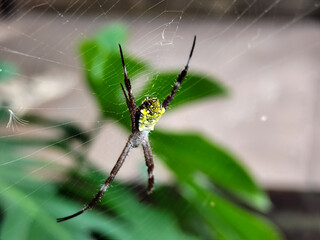 A striking yellow and black striped spider, with a trap web with an intricate pattern, on a blurred background.