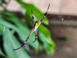 A striking yellow and black striped spider, with a trap web with an intricate pattern, on a blurred background.