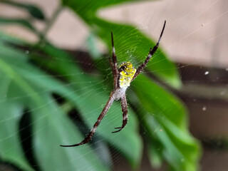 A striking yellow and black striped spider, with a trap web with an intricate pattern, on a blurred background.