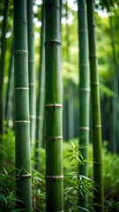 Obraz premium Lush bamboo forest