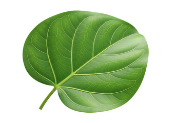 Detailed Green Leaf Illustration on Black Background Botanical Beauty and Nature Close Up Photography Perfect for Green Themes
