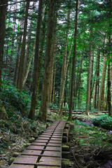 Peaceful Summer Highland Forest Path with Moss and Healing Green Background