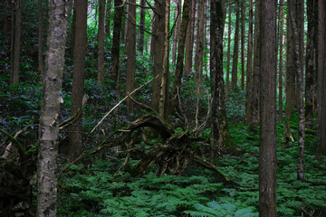 Peaceful Summer Highland Forest Path with Moss and Healing Green Background