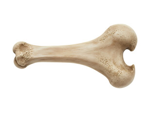 Closeup of a Single Animal Bone on Black Background isolated on transparent background