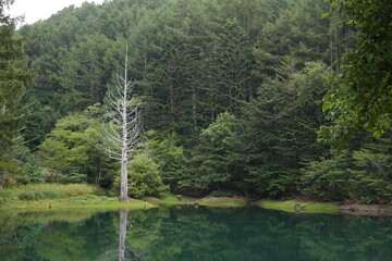 Symbolic Tree Reflected in a Mystical Highland Forest Pond