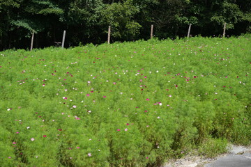 Pink and White Cosmos Flowers in Blooming Field