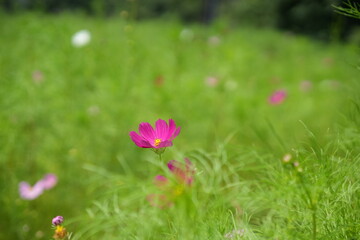 Pink Cosmos Flowers in Late Summer Field Background
