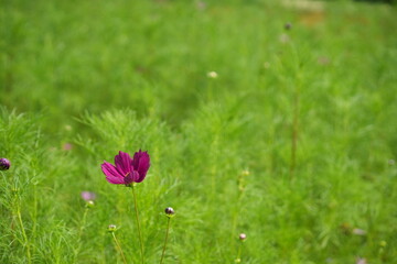 Pink Cosmos Flowers in Late Summer Field Background