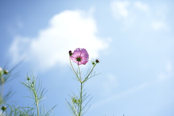 Pink Cosmos Flowers Blooming Toward Blue Sky