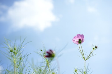 Pink Cosmos Flowers Blooming Toward Blue Sky