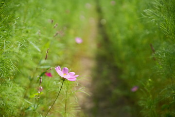 Pink Cosmos Flowers in Late Summer Field Background