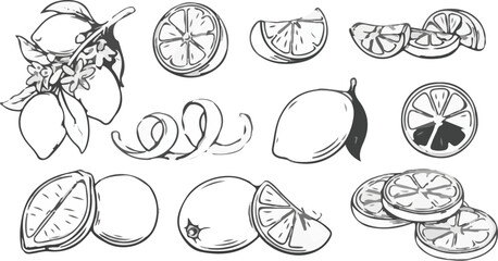 Delicate hand drawn lemon fruit illustrations in variety of cuts and compositions