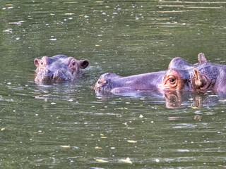 The Hippopotamus amphibius, commonly known as the common hippopotamus or simply hippo, is one of Africa’s most iconic and formidable animals. © vladislav333222
